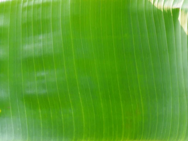 Банановый Свежий Лист Абстрактный Рисунок Линии Зеленый Фон Природы — стоковое фото