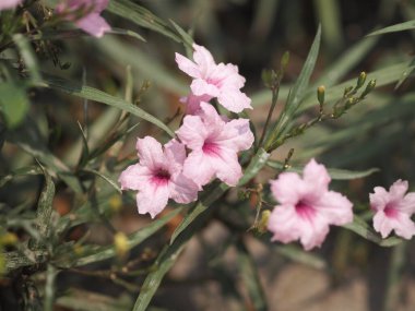 Waterkanon, Watrakanu, Minnieroot, Iron root, Feverroot, Popping pod, Cracker plant, Trai-no, Toi ting ACANTHACEAE, Brittons Wild, Mexico Bluebell, Petunia Pembe çiçeği bahçede çiçek açıyor 