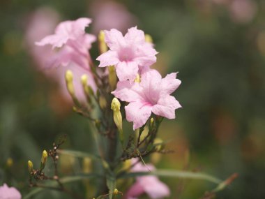 Waterkanon, Watrakanu, Minnieroot, Iron root, Feverroot, Popping pod, Cracker plant, Trai-no, Toi ting ACANTHACEAE, Brittons Wild, Mexico Bluebell, Petunia Pembe çiçeği bahçede çiçek açıyor 