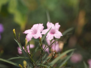 Waterkanon, Watrakanu, Minnieroot, Iron root, Feverroot, Popping pod, Cracker plant, Trai-no, Toi ting ACANTHACEAE, Brittons Wild, Mexico Bluebell, Petunia Pembe çiçeği bahçede çiçek açıyor 