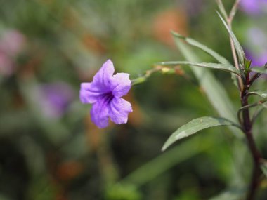 Waterkanon, Watrakanu, Minnieroot, Iron root, Feverroot, Popping pod, Cracker plant, Trai-no, Toi ting ACANTHACEAE, Brittons Wild, Mexico Bluebell, Petunia mor çiçeği bahçede çiçek açıyor 