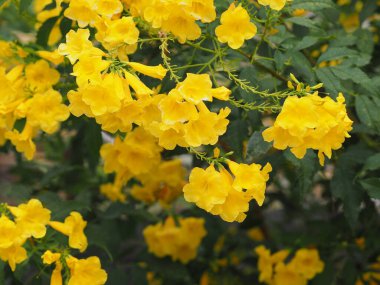 Sarı Elder, Magnoliophyta, Angiospermae lakabı Altın sarısı trompet çiçeği, yaşlı yaşlı, trompet çalısı, arka planda güzelleşen Tecoma stanları dalların sonunda bir buket çiçeğe dönüşüyorlar. 