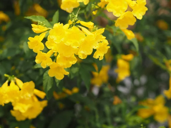 Gul Ældste Magnoliophyta Angiospermae Navn Guld Gul Farve Trompet Blomst - Stock-foto