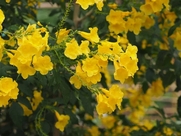 Amarillo Anciano Magnoliophyta Angiospermae Nombre Oro Flor Trompeta Color Amarillo — Foto de Stock