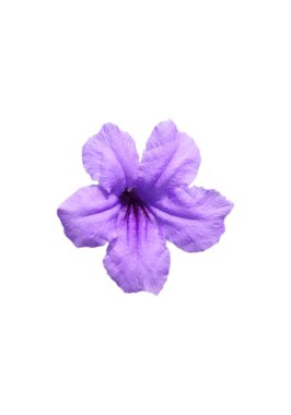 İzole edilmiş menekşe çiçeği, beyaz arka planda kesik çizgi, Brittons Wild Petunia, Mexico Bluebell, Petunia