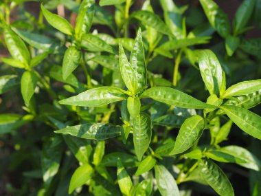 Tayland bitkileri boğaz ağrısını hafifletir, ateşi düşürür, soğuk yeşil sebzeleri ısıtır, acıların kralı bilimsel adı Andrographis paniculata Burm, Wall. Eski Nees, Fah Talai, virüsü koru.