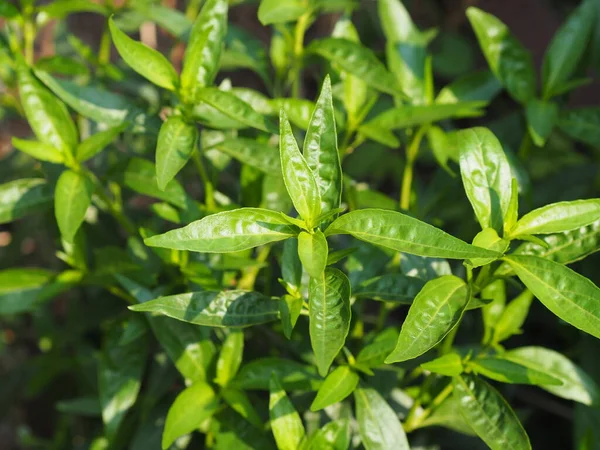 Thai Herbs Relieve Sore Throat Reduce Fever Heat Cold Green — Stock Photo, Image