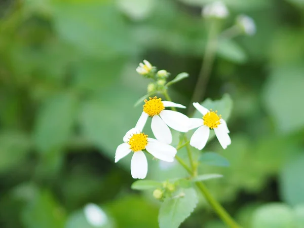 Beyaz Kozmos Baharda Bahçede Çiçek Açar Arka Plan Bulanıklaşır — Stok fotoğraf