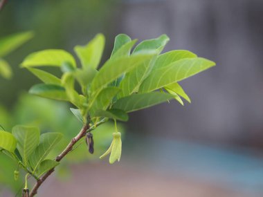 Çiçek meyveli muhallebi ağacı, elma şekeri, elma tatlısı veya anon, Annona squamosa bitkileri Annona squamosa, Annonaceae 'nin yeşil sarı çiçekleri vardır, bahçede 3 yaprak tomurcuklanmış,