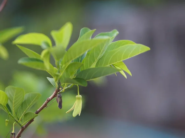 Blume Fruchtpudding Apfelbaum Zuckerapfel Süßseife Oder Anon Annona Squamosa Pflanzen — Stockfoto