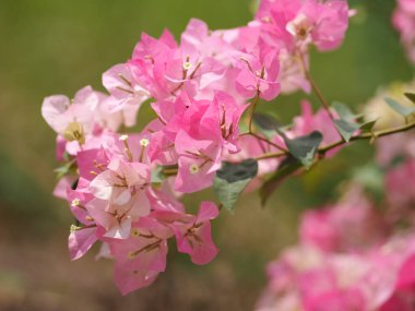 Magnoliophyta Bilimsel adı Bougainvillea Kağıt çiçek pembesi doğanın bulanık arka planında