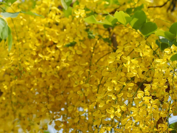 Flores Cor Amarela Cássia Fístula Árvore Chuveiro Dourado Ratchaphruek Plena — Fotografia de Stock