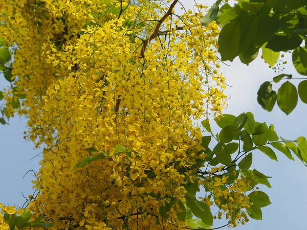 Flores Cor Amarela Cássia Fístula Árvore Chuveiro Dourado Ratchaphruek Plena — Fotografia de Stock
