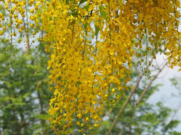 黄色の花キャシャフィストラ ゴールデンシャワーツリー Ratchaphruek自然背景のぼやけた庭で美しい満開 — ストック写真