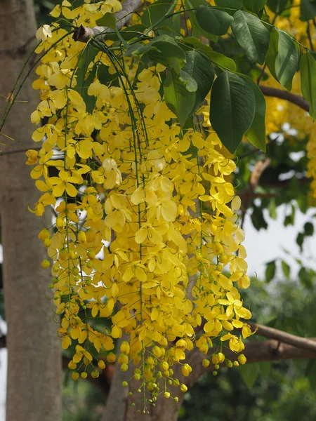 Κίτρινο Χρώμα Λουλούδια Cassia Fistula Golden Shower Tree Ratchaphruek Πλήρη — Φωτογραφία Αρχείου