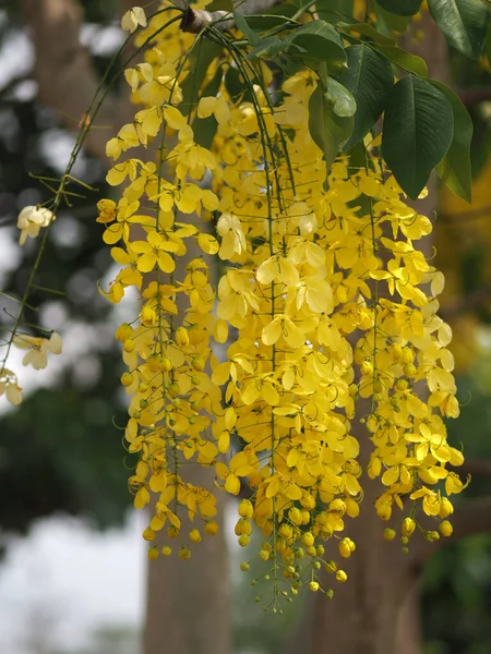 Flores Cor Amarela Cássia Fístula Árvore Chuveiro Dourado Ratchaphruek Plena — Fotografia de Stock