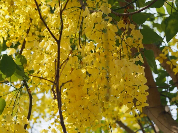 Κίτρινο Χρώμα Λουλούδια Cassia Fistula Golden Shower Tree Ratchaphruek Πλήρη — Φωτογραφία Αρχείου
