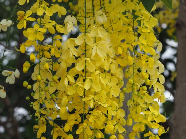 Κίτρινο Χρώμα Λουλούδια Cassia Fistula Golden Shower Tree Ratchaphruek Πλήρη — Φωτογραφία Αρχείου