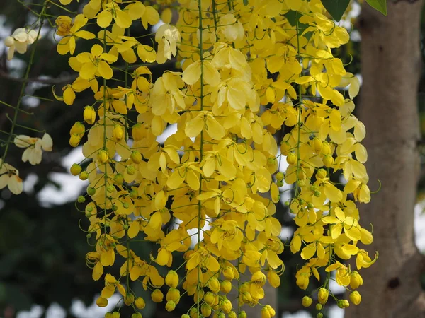 Цветы Желтого Цвета Cassia Fistula Golden Shower Tree Ratchaphruek Full — стоковое фото