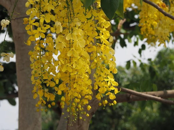 Κίτρινο Χρώμα Λουλούδια Cassia Fistula Golden Shower Tree Ratchaphruek Πλήρη — Φωτογραφία Αρχείου