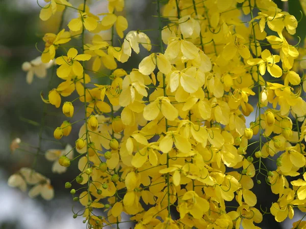 Árvore Chuveiro Dourado Flores Cor Amarela Cássia Fístula Ratchaphruek Plena — Fotografia de Stock