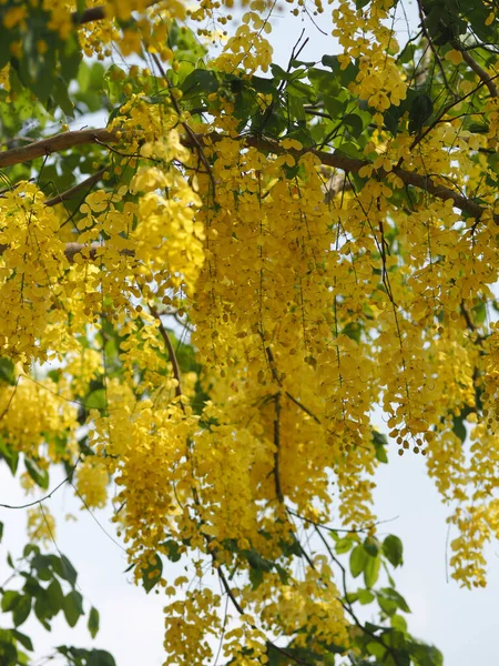 Árvore Chuveiro Dourado Flores Cor Amarela Cássia Fístula Ratchaphruek Plena — Fotografia de Stock