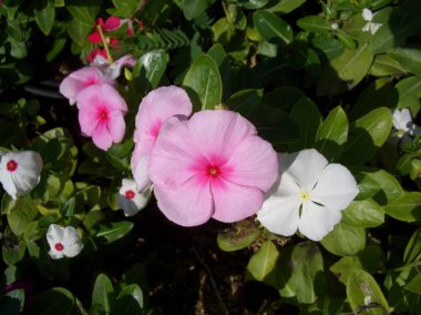 Periwinkle, Catharanthus rosea, Madagaskar Periwinkle, Vinca, Apocynaceae adları doğanın bulanık arka planında beyaz ve pembe bahar çiçekleri.