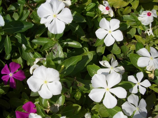 Periwinkle Catharanthus Rosea Μαδαγασκάρη Periwinkle Vinca Apocynaceae Όνομα Λουλούδι Λευκό — Φωτογραφία Αρχείου