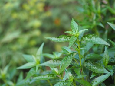 Acı bilimsel adı Andrographis olan Tayland otları Burm 'u panikletti, Fah Talai John, yeşil sebze fidanlığında çiçek açan yeşil sebze ağacı Coronavirus covid-19' u korudu.