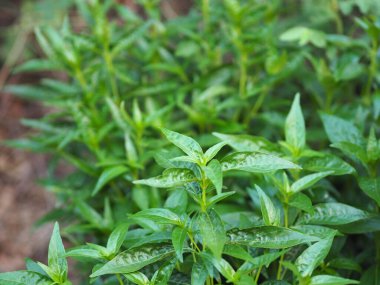 Acı bilimsel adı Andrographis olan Tayland otları Burm 'u panikletti, Fah Talai John, yeşil sebze fidanlığında çiçek açan yeşil sebze ağacı Coronavirus covid-19' u korudu.