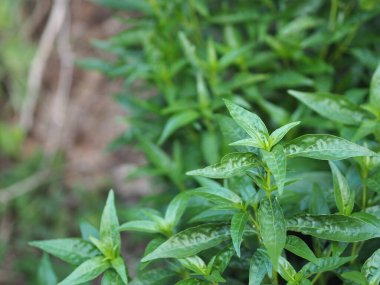 Acı bilimsel adı Andrographis olan Tayland otları Burm 'u panikletti, Fah Talai John, yeşil sebze fidanlığında çiçek açan yeşil sebze ağacı Coronavirus covid-19' u korudu.