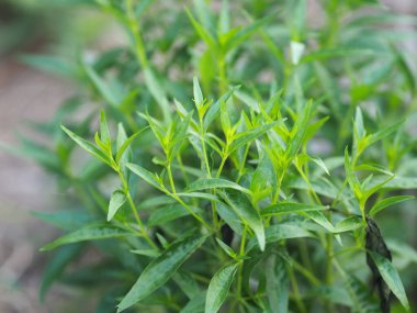 Acı bilimsel adı Andrographis olan Tayland otları Burm 'u panikletti, Fah Talai John, yeşil sebze fidanlığında çiçek açan yeşil sebze ağacı Coronavirus covid-19' u korudu.