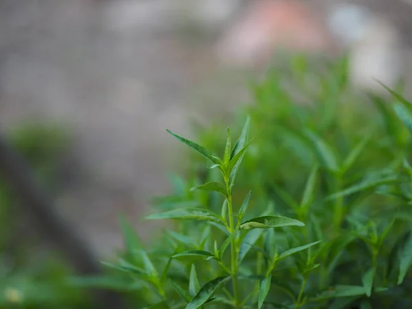 Herbes Thaïlandaises Roi Amer Nom Scientifique Andrographis Paniculate Burm Fah — Photo