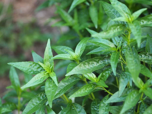 Thai Herbs King Bitter Scientific Name Andrographis Paniculate Burm Fah — Stock Photo, Image