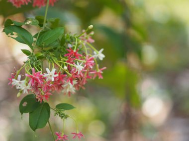 Rangoon Creeper, Çinli bal emici, sarhoş denizci, Combretum indicum DeFilipps adı kırmızı pembe ve beyaz çiçek doğanın bulanık arka planında çiçek açıyor