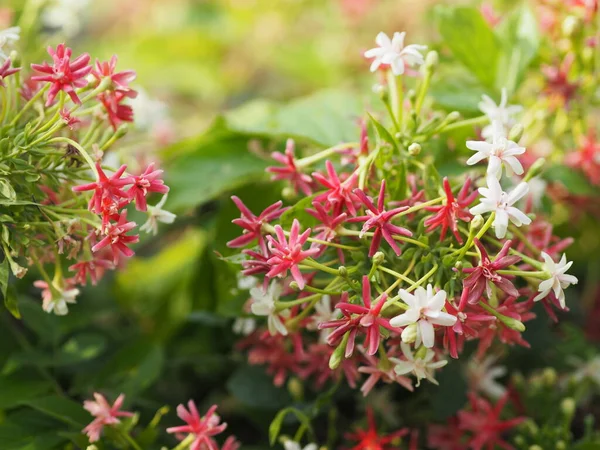 ラングーンクリーパー 中国の蜂蜜サックル ドルーンセーラー Combretum Indicumデップ自然背景のぼやけた庭で咲く赤いピンクと白の花の名前 — ストック写真