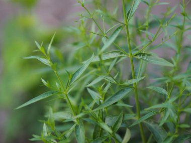 Acıların kralı, bilimsel adı Andrographis Paniculata Burm, Wall. Eski Nees, Fah Talai jhon, Tayland bitkileri boğaz ağrısını azaltır, ateşi düşürür, soğuk yeşil yaprakları ısıtır sebze doğası koronavirüsü korur, covid-19