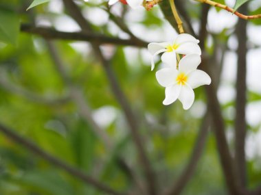 Frangipani, Plumeria, Mezarlık Tapınağı ağacı Apocynaceae, bahçede çiçek açan arka plan yaprakları beyazdır, ortası sarıdır.