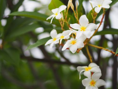 Frangipani, Plumeria, Mezarlık Tapınağı ağacı Apocynaceae, bahçede çiçek açan arka plan yaprakları beyazdır, ortası sarıdır.