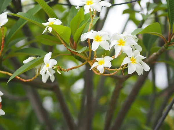 Frangipani Plumeria Kerkhof Tempelboom Apocynaceae Bloem Bloeiend Tuin Natuur Achtergrond — Stockfoto