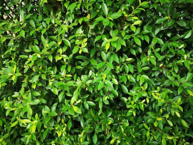 Küçük yapraklar yeşil çalı ağacı dokusu doğa arkaplanı