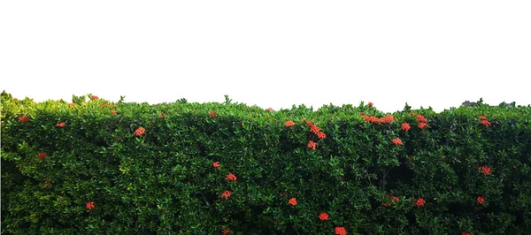 Ixora Träd Röd Blomma Små Blad Grön Buske Träd Struktur — Stockfoto