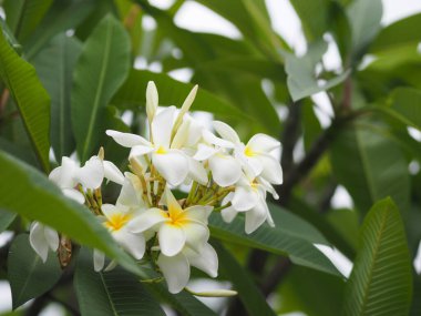 Frangipani, Plumeria obtusa, Tapınak, Mezarlık Ağacı Apocynaceae doğanın bulanık arka planında beyaz ve sarı çiçek