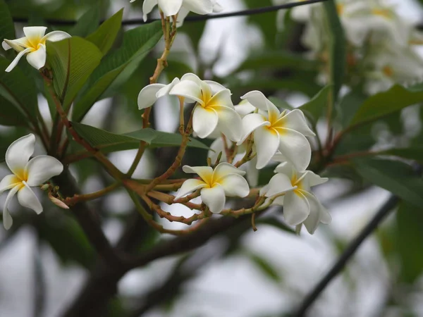 Frangipani Plumeria Obtusa Tempel Begraafplaats Tree Apocynaceae Witte Gele Bloem — Stockfoto