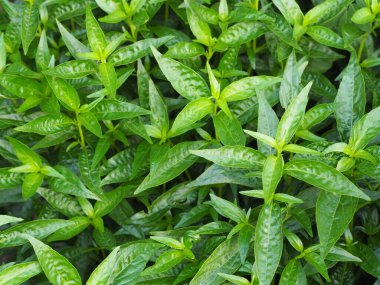 Acıların kralı, bilimsel adı Andrographis Paniculata Burm, Wall. Eski Nees, Fah Talai jhon, Tayland bitkileri boğaz ağrısını azaltır, ateşi düşürür, soğuk yeşil yaprakları ısıtır sebze doğası koronavirüsü korur, covid-19