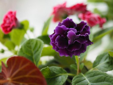 Afrika menekşesi, Saintpaulias Sorunu, Gesneriaceac çiçeği ağacın etrafında, yuvarlak, kalp şeklinde ya da oval, tırtıklı kenar ya da dişli, yuvarlak, kalın, dolgun yapraklı, pürüzsüz ya da bükülmüş bir küme oluşturur. Yapraklar açık yeşil ve koyu yeşil