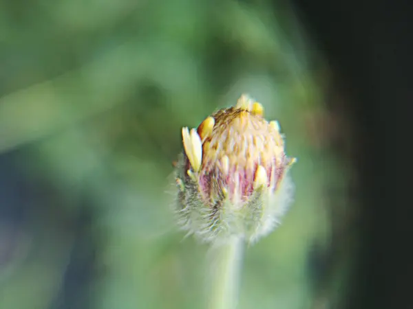 Makro Kleine Blume Schön Auf Verschwommenem Naturhintergrund — Stockfoto