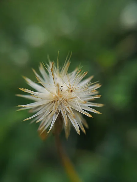 Makro Kleine Trockene Blume Schön Auf Verschwommenem Naturhintergrund — Stockfoto