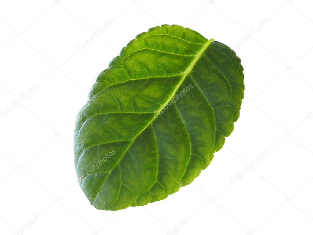 Cut outline green African Violet or  Saintpaulias leaf isolated on white background