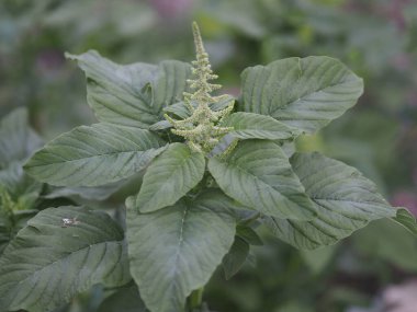 Amaranth Amaranthus viridis Amaranthaceae yeşil yaprakları bahçenin arka planında çiçek açıyor.